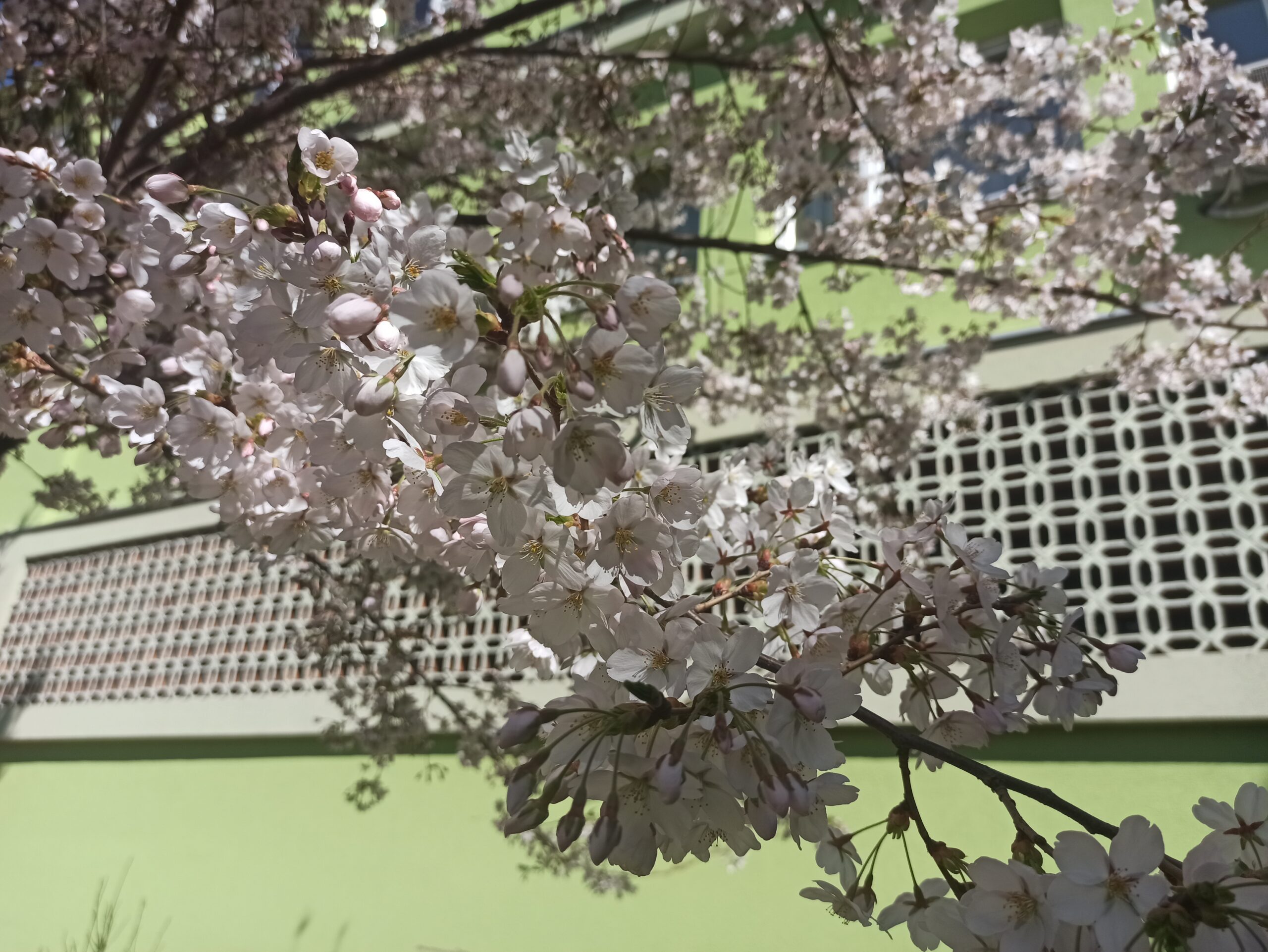 Цвет који у Јапану означава почетак пролећа